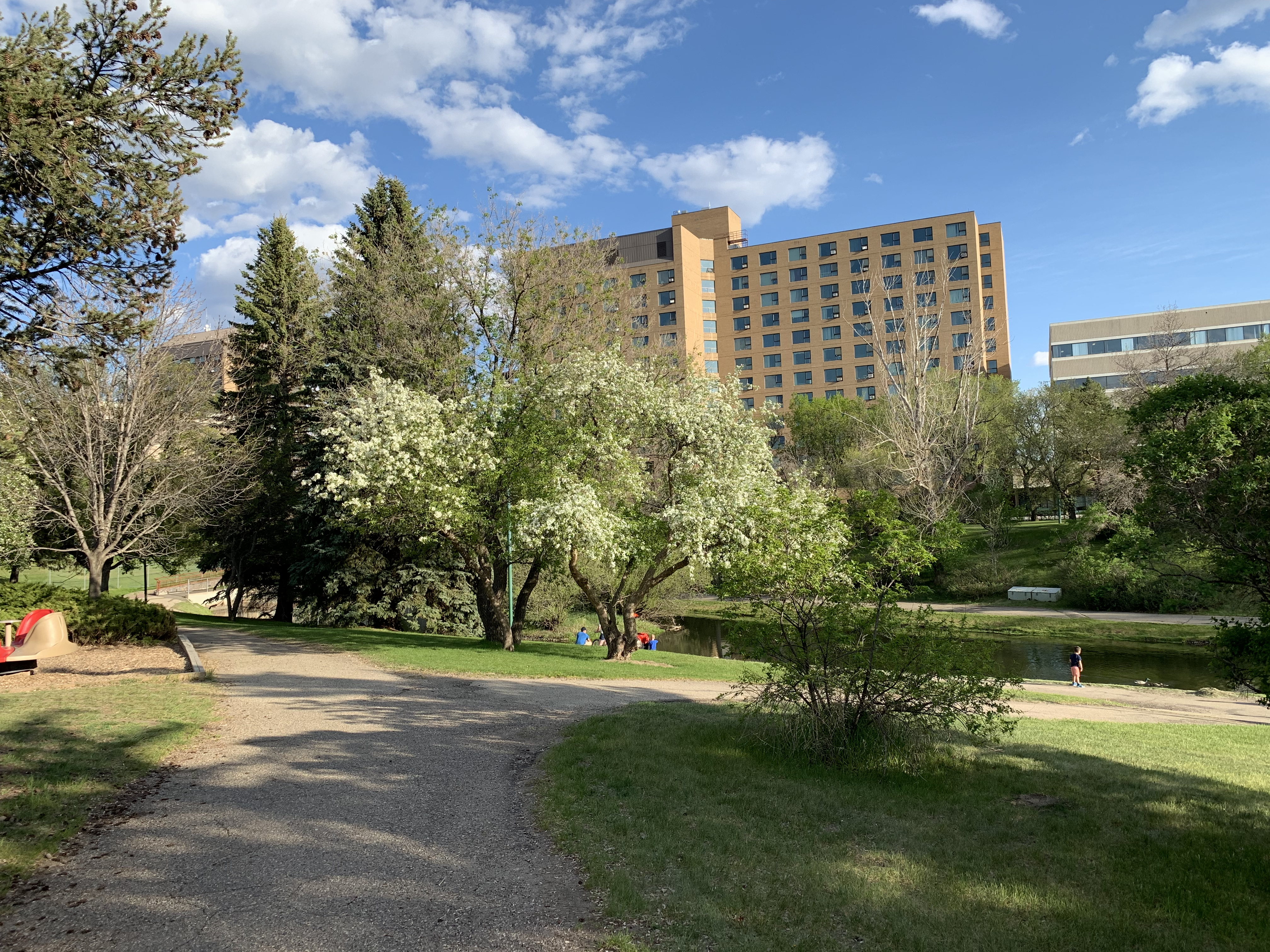 The lilac's are in bloom in Crescent Park!